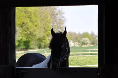 Tiere in der Ferienwohnung oder in der Nähe