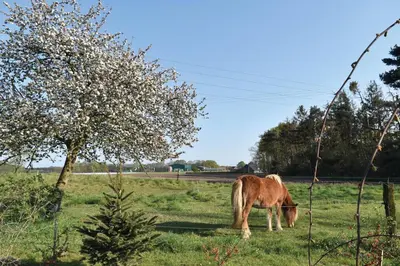 Tiere in der Ferienwohnung oder in der Nähe